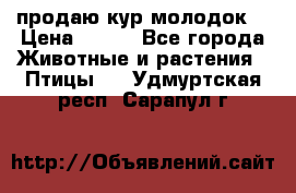 продаю кур молодок. › Цена ­ 320 - Все города Животные и растения » Птицы   . Удмуртская респ.,Сарапул г.